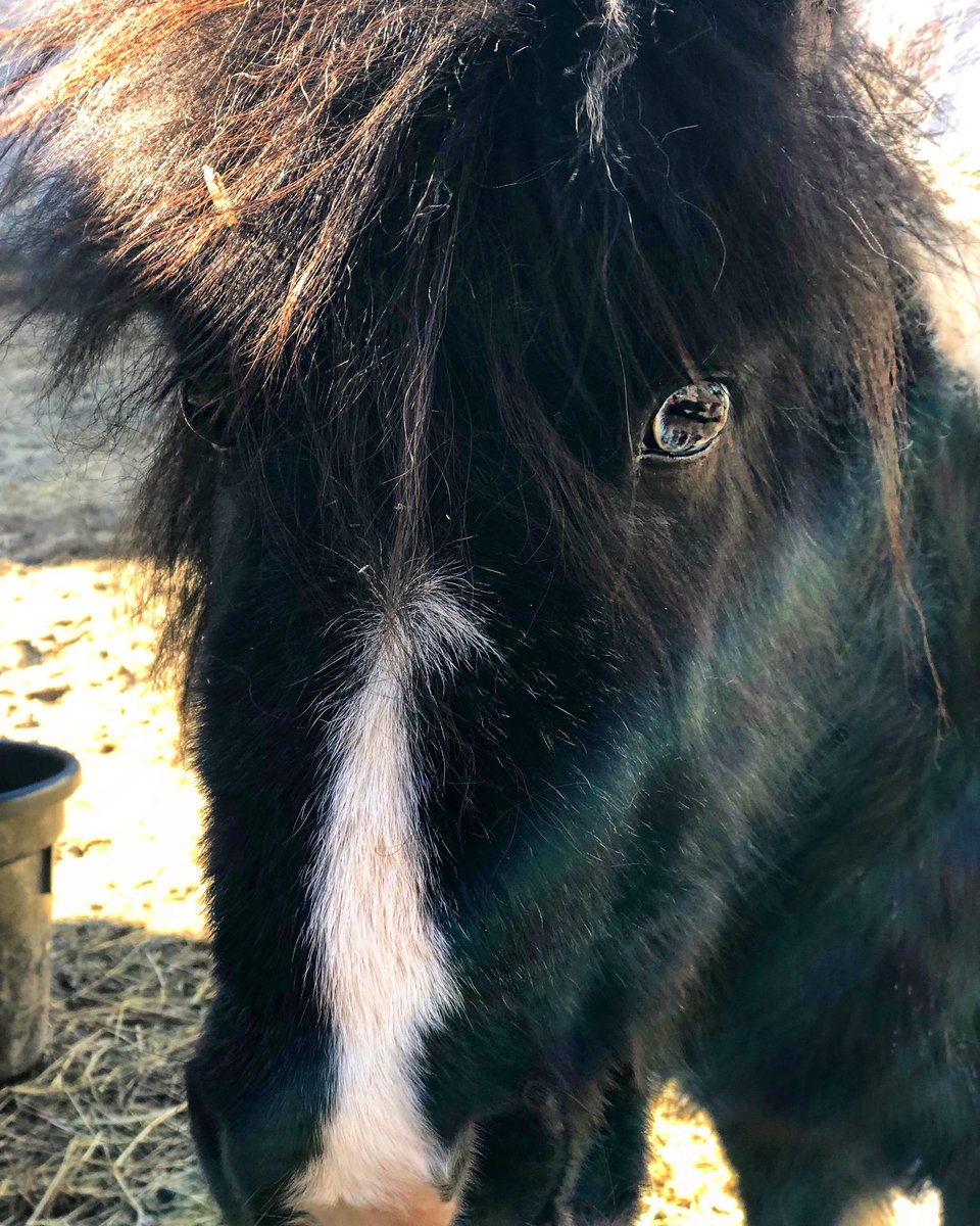 RileyFarmRescue's tweet photo. Starlight💫 recovers she is happy and safe at the Riley Farm Rescue 💜It was a long road we know that "without the darkness we would never see the stars”Starlight is our 🌟 #goodnight to her sponsor @thesweetbeet #thelastunicorn #shiningstar #miraclesandhardwork https://t.co/zCAFPTtnPw