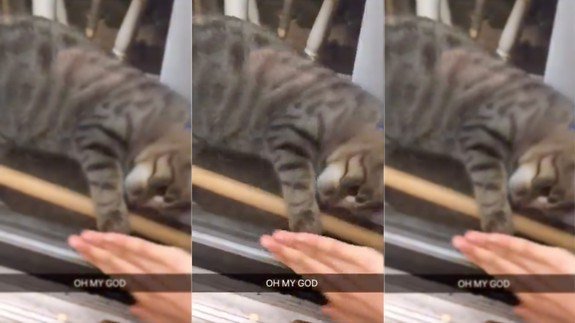 PhotoAdv's tweet image. Cat comes to the rescue and unlocks door for its owner stuck outside vnbusinessforum.com/2019/02/19/cat…