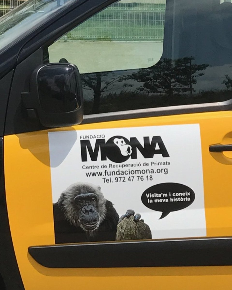 ElTaxiMola's tweet photo. @Elite_TaxiBcn @FCSDown @FundacioMona Ayudamos de forma desinteresada a @FundacioMona difundiendo su lucha por los primates por toda Barcelona #TaxiEnLucha #visitMONA https://t.co/RRPAv3NQSw