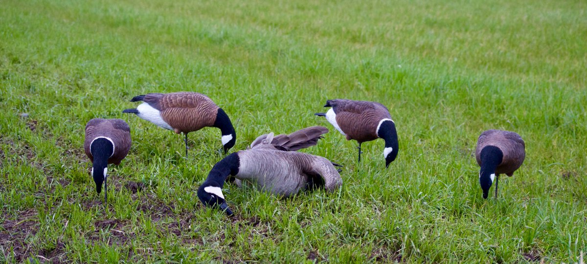 Fun morning while getting some pictures of the new Aleutian decoys! #goosehunting #cacklerdecoys #hunting #waterfowl #geese #decoys #pacificflyway #honkers #ducksunlimited #deltawaterfowl