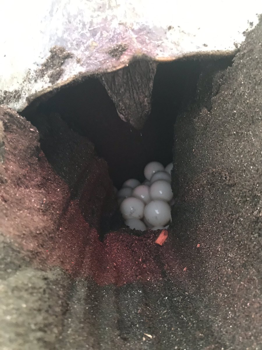 Spanishlearner4's tweet image. ちょっと前にウミガメ産卵を見に行ってきたら、ビーチに入るのに外国人は10ドル。現地の人は2ドルで、観光で経済を回してるなあ、と。8月くらいにはビーチが全部カメで埋まるくらい産卵にやってくるからその頃また来てね！って言われたけど、…それは足の踏み場があるのか。