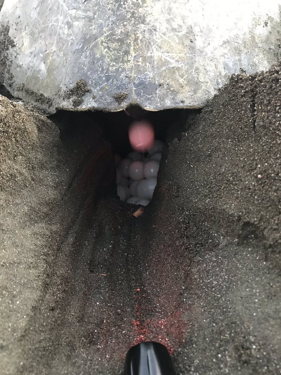 Spanishlearner4's tweet image. ちょっと前にウミガメ産卵を見に行ってきたら、ビーチに入るのに外国人は10ドル。現地の人は2ドルで、観光で経済を回してるなあ、と。8月くらいにはビーチが全部カメで埋まるくらい産卵にやってくるからその頃また来てね！って言われたけど、…それは足の踏み場があるのか。