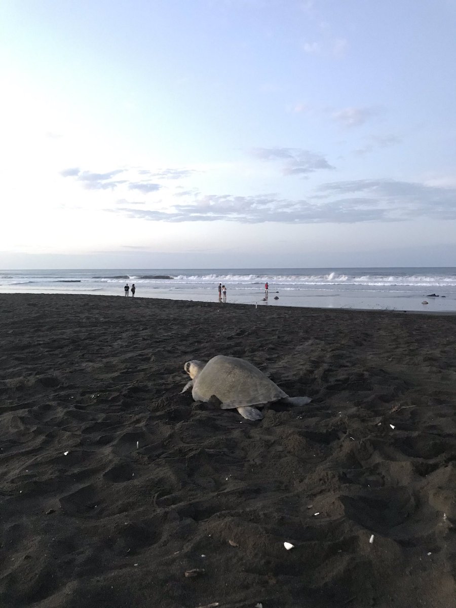 Spanishlearner4's tweet image. ちょっと前にウミガメ産卵を見に行ってきたら、ビーチに入るのに外国人は10ドル。現地の人は2ドルで、観光で経済を回してるなあ、と。8月くらいにはビーチが全部カメで埋まるくらい産卵にやってくるからその頃また来てね！って言われたけど、…それは足の踏み場があるのか。