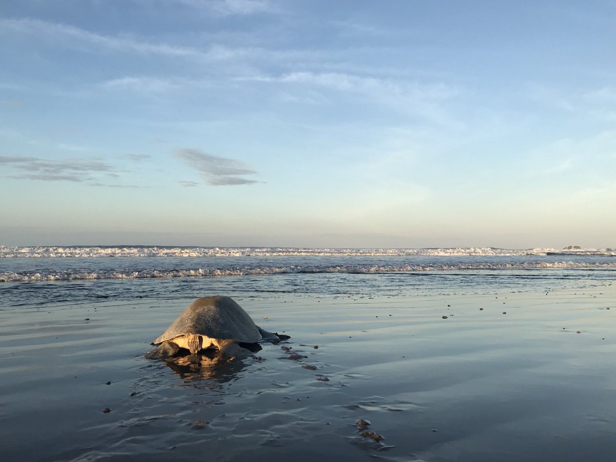 Spanishlearner4's tweet image. ちょっと前にウミガメ産卵を見に行ってきたら、ビーチに入るのに外国人は10ドル。現地の人は2ドルで、観光で経済を回してるなあ、と。8月くらいにはビーチが全部カメで埋まるくらい産卵にやってくるからその頃また来てね！って言われたけど、…それは足の踏み場があるのか。