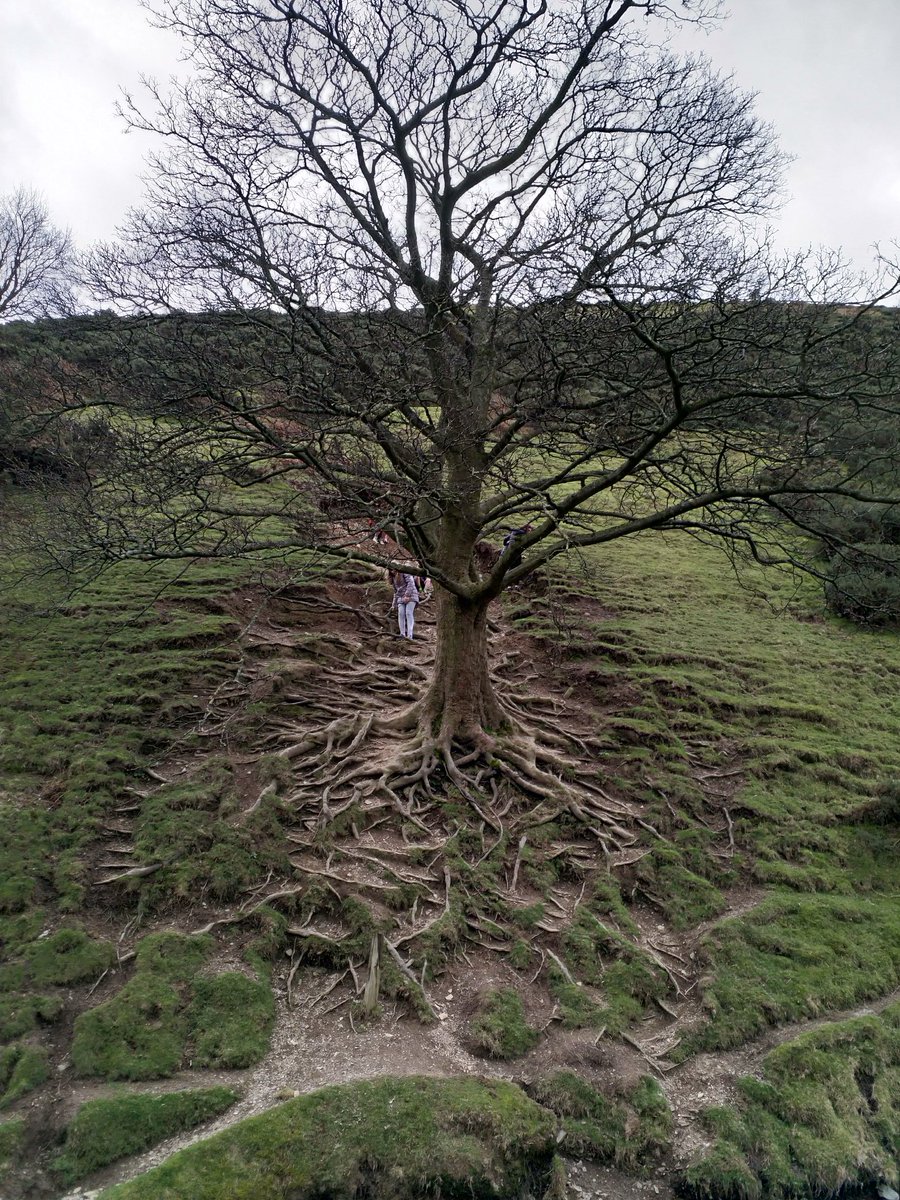 SaveUKTrees's tweet image. Clinging to the steep-sided Carding mill Valley this network of #tree #roots are fun to play on. @ChurchStretton1 &quot;Celebrate the power of trees to inspire&quot; #treecharter