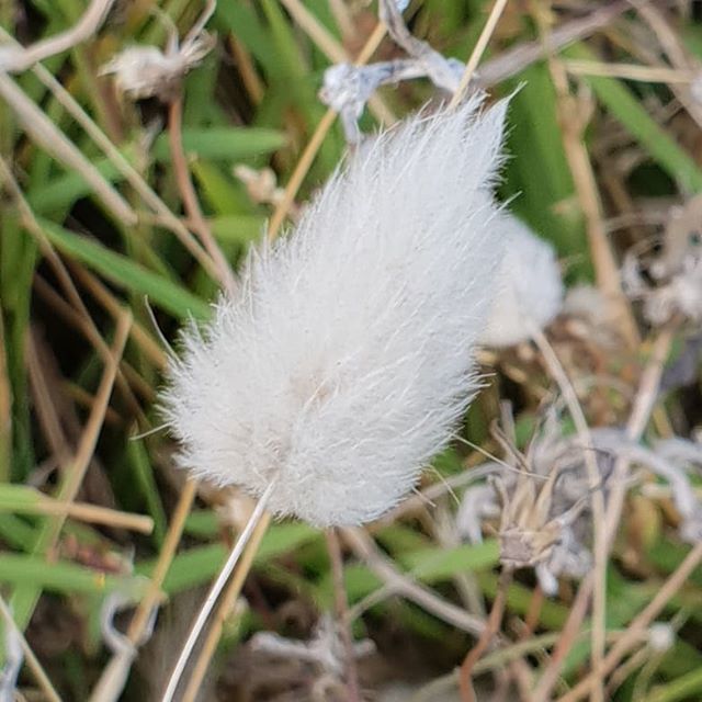 SunPowerPod's tweet photo. Although regarded as an environmental weed, I like seeing bunny tail grass near the beach.
#harestail #lagurusovatus #bunnytailgrass https://t.co/wz9JzgkJaz https://t.co/QlK60AZkdt
