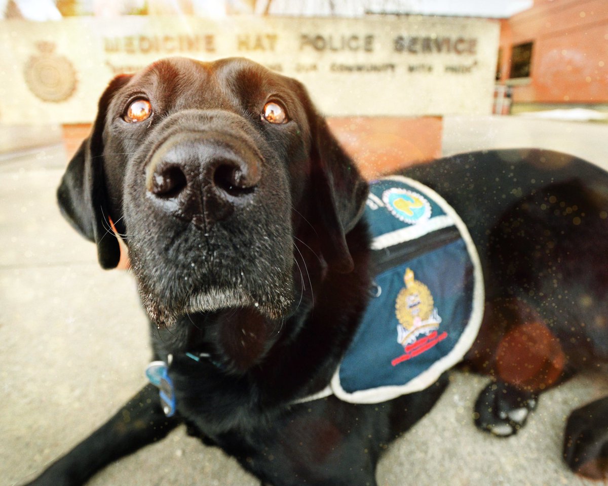 EFischhofer's tweet photo. Took a portrait of one of my partners a couple of weeks ago #vsdog #policedog #greatinterviewer #mulder #goodlistener #hehashisownschedule https://t.co/nBH4SQMbo1