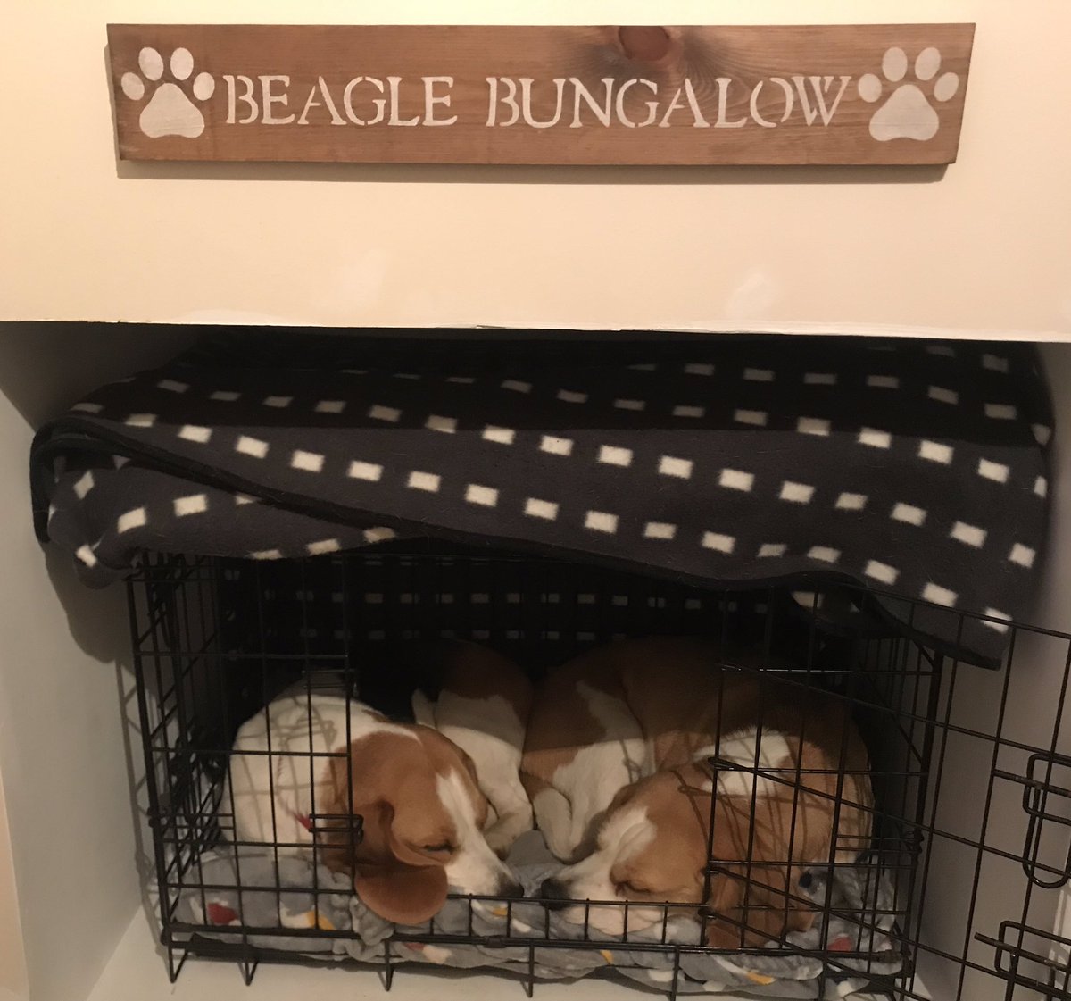 GaelPhillips's tweet photo. @MlSTERLlSTER @RachelMcPatrick Beagles are not only brilliant pets, they make great para-beagles, too! It’s win win! Although mine spend most of the day like this... https://t.co/HjpMhh5X9k