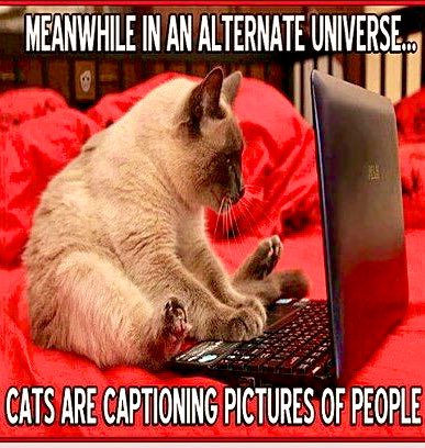 Felinethoughts Hashtag On Twitter