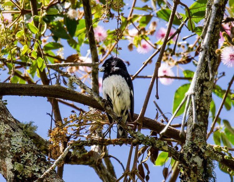 Which #bird is on your list? At Cannúa you can spot over 80 birds in our 22-acre protected forest. 

¿Qué especie pájaro está en tu lista? En Cannúa puede avistar más de 80 aves en nuestro bosque protegido de 11 hectareas.