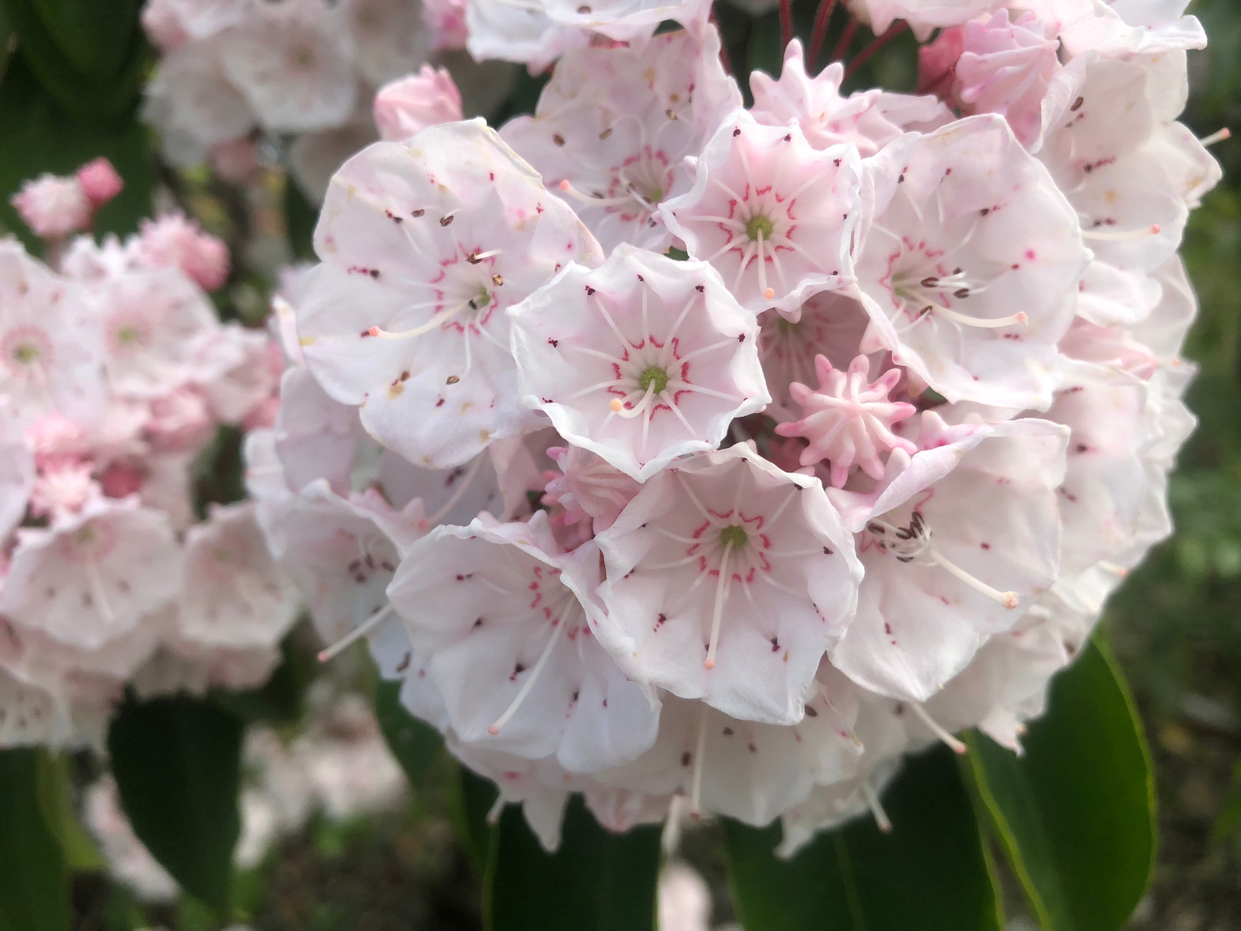 萬衛門 今日の誕生花はカルミアで花言葉は大きな希望とか 誕生花本 花言葉本は何種類もあるが いずれも恣意的な本で 好き勝手に書いている これは昨年5月9日に撮影した カルミアは5 6月に開花する なんで2月日の誕生花なのかなぁ T