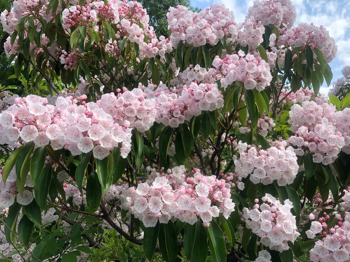 O Xrhsths 萬衛門 Sto Twitter 今日の誕生花はカルミアで花言葉は大きな希望とか 誕生花本 花言葉本は何種類もあるが いずれも恣意的な本で 好き勝手に書いている これは昨年5月9日に撮影した カルミアは5 6月に開花する なんで2月日の誕生花なのかなぁ