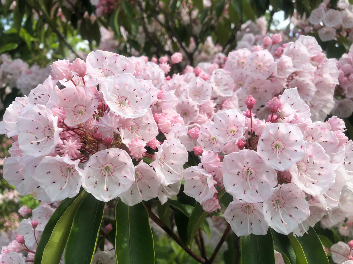 O Xrhsths 萬衛門 Sto Twitter 今日の誕生花はカルミアで花言葉は大きな希望とか 誕生花本 花言葉本は何種類もあるが いずれも恣意的な本で 好き勝手に書いている これは昨年5月9日に撮影した カルミアは5 6月に開花する なんで2月日の誕生花なのかなぁ