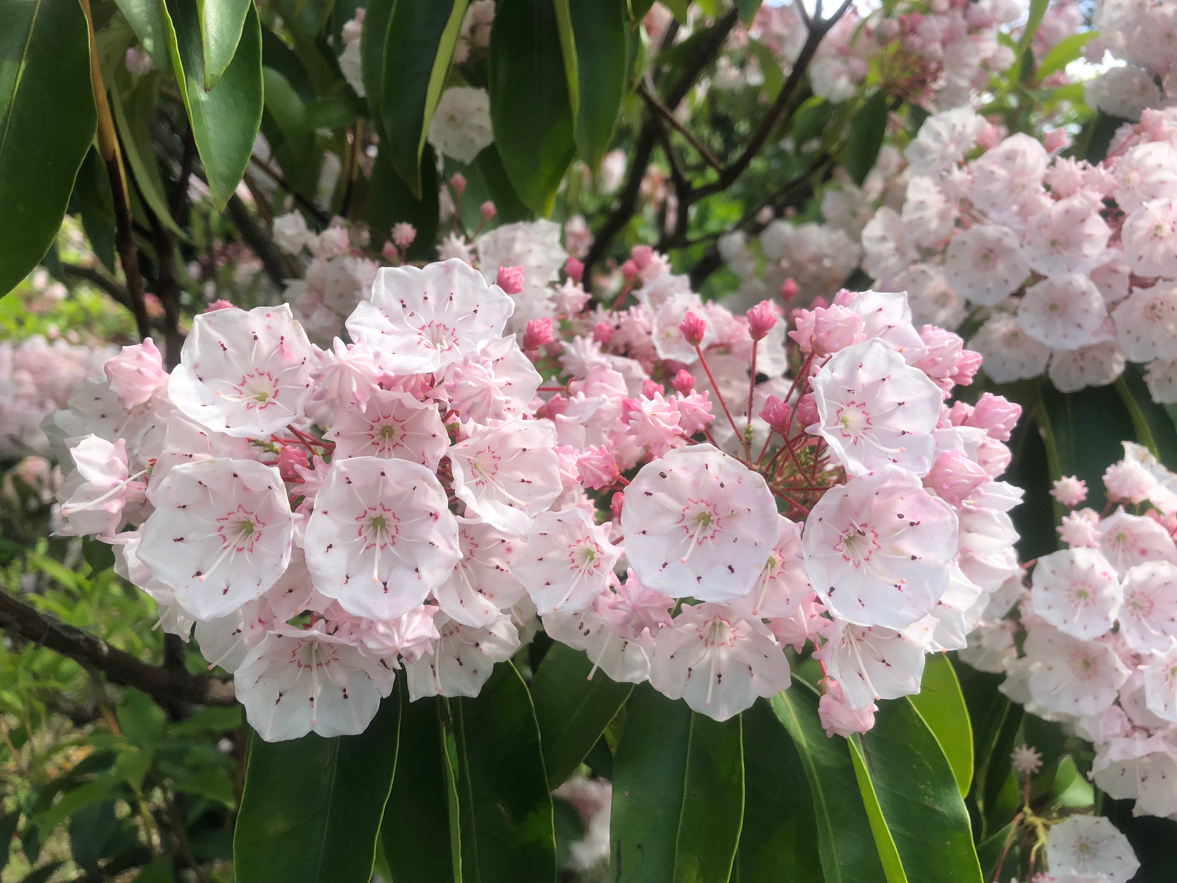 萬衛門 今日の誕生花はカルミアで花言葉は大きな希望とか 誕生花本 花言葉本は何種類もあるが いずれも恣意的な本で 好き勝手に書いている これは昨年5月9日に撮影した カルミアは5 6月に開花する なんで2月日の誕生花なのかなぁ T