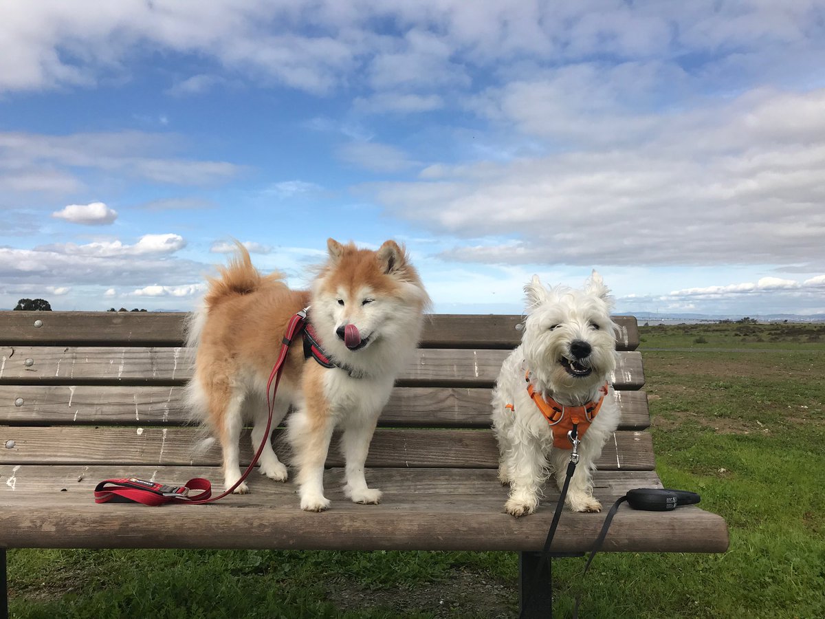 ShibaInuMaya's tweet photo. Hanging out wif cousin Otto! https://t.co/ZihXk2E8Qc