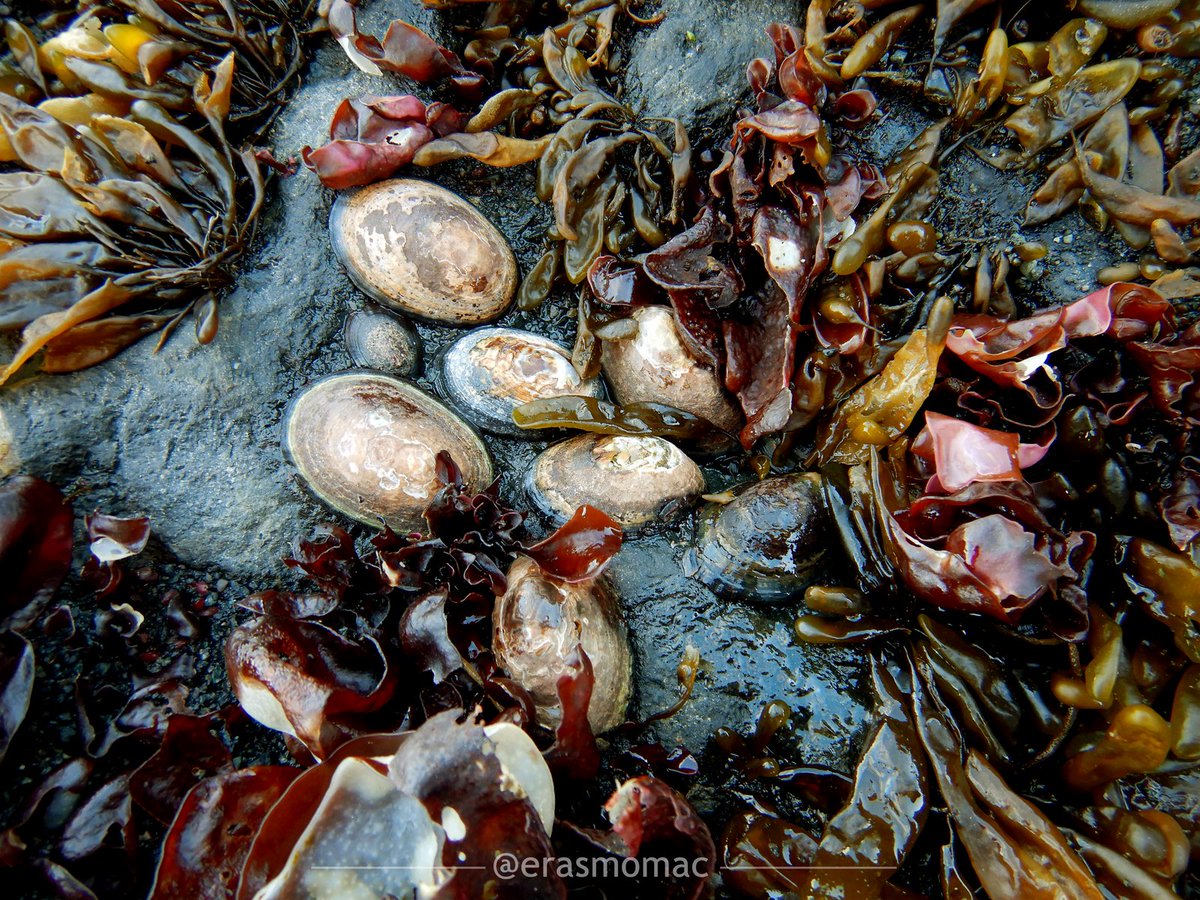 erasmomac's tweet photo. Biodiversidad del intermaeal rocoso, King George Island, South Shetland Islands, Antarctic Peninsula. #KGI #AntarcticaIDEAL #ECAIDEAL2019 #ECA55 #AlgaLabECA55 #MarineBiodiversity #RockyIntertidal #MBONPole2Pole ❄️🇦🇶👍 https://t.co/Cp9qceHSZj