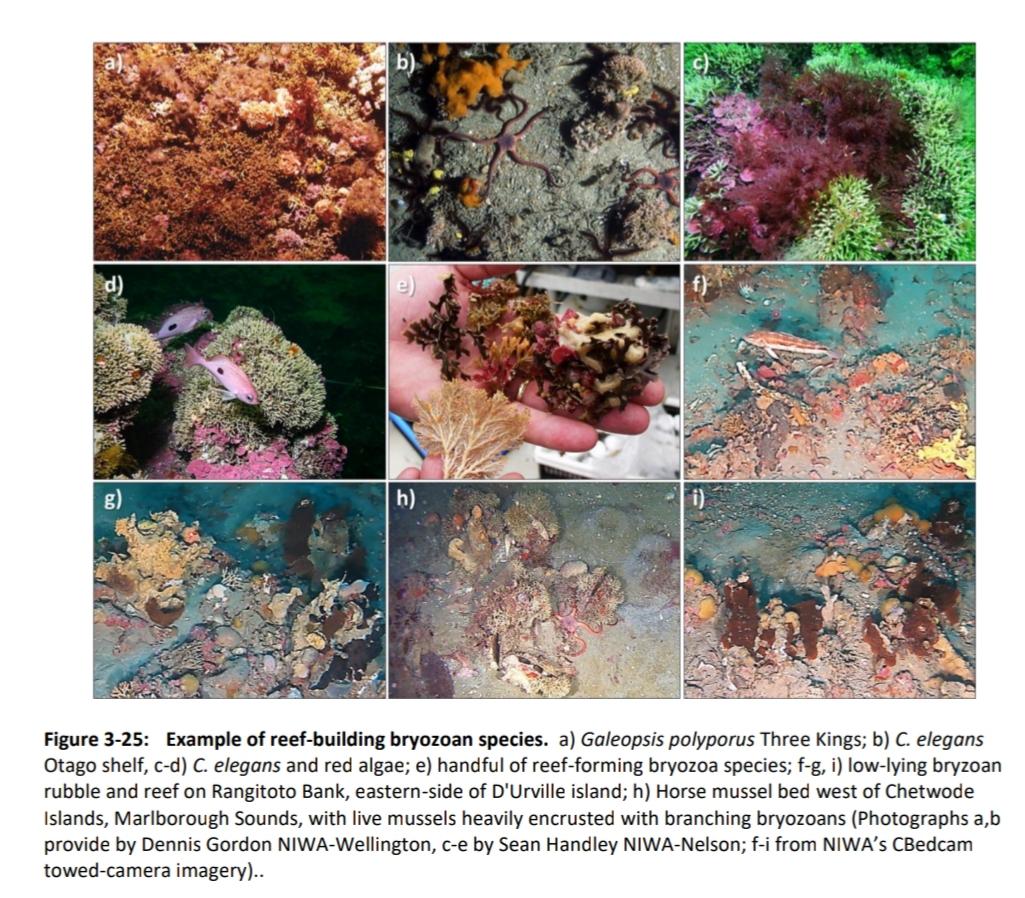 CaptainKettles's tweet photo. Exciting - our review is out.
Special places - NZ's key biogenic habitats.
Condition summaries, data sources, knowledge gaps, maps! Oh yeah &amp; pretty pictures! https://t.co/M80swauUPW https://t.co/7aKdfAwJOJ