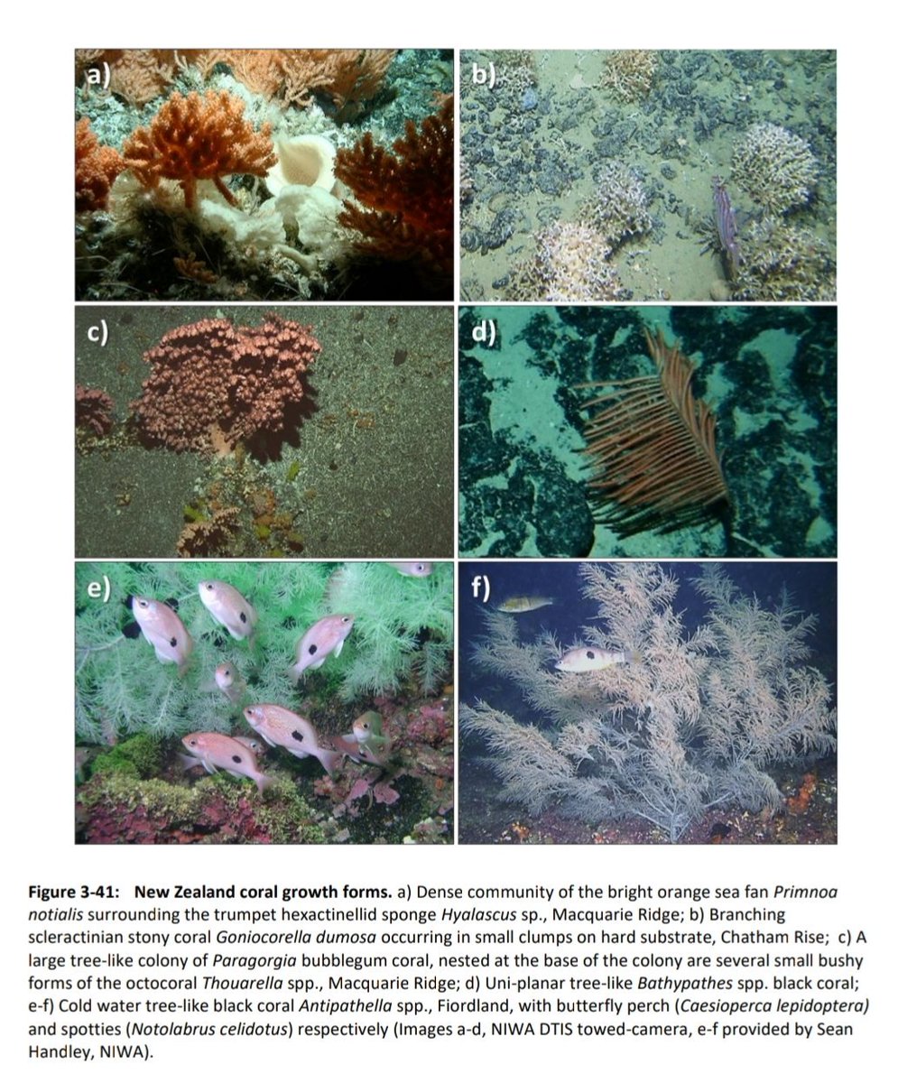 CaptainKettles's tweet photo. Exciting - our review is out.
Special places - NZ's key biogenic habitats.
Condition summaries, data sources, knowledge gaps, maps! Oh yeah &amp; pretty pictures! https://t.co/M80swauUPW https://t.co/7aKdfAwJOJ