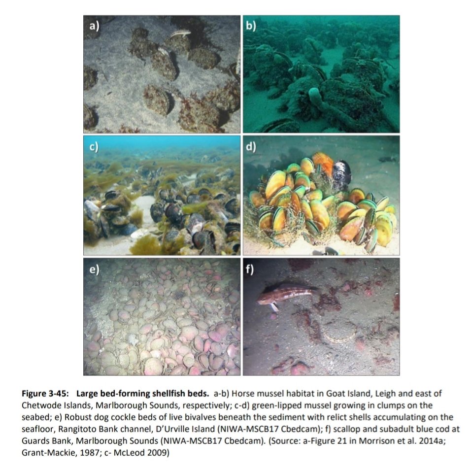 CaptainKettles's tweet photo. Exciting - our review is out.
Special places - NZ's key biogenic habitats.
Condition summaries, data sources, knowledge gaps, maps! Oh yeah &amp; pretty pictures! https://t.co/M80swauUPW https://t.co/7aKdfAwJOJ
