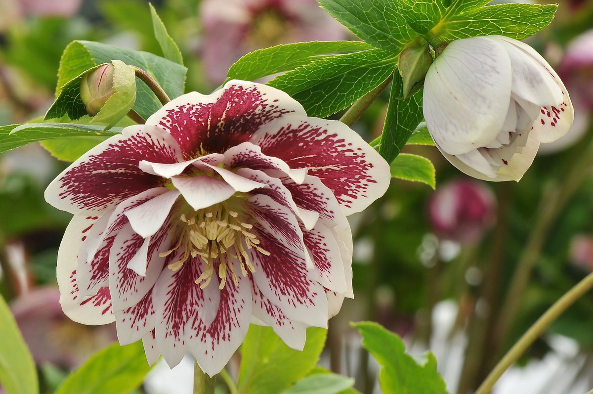 ashnurs's tweet photo. Here's just some of our pretty double hellebores starting to fully open on the nursery now. There are so many beautiful details to choose between.... which are your favourites?
#helleborelove #blotched #spotted #picotee #white #claret #pink #plain
#winterflowers #gardening https://t.co/HP8uqLyJiN
