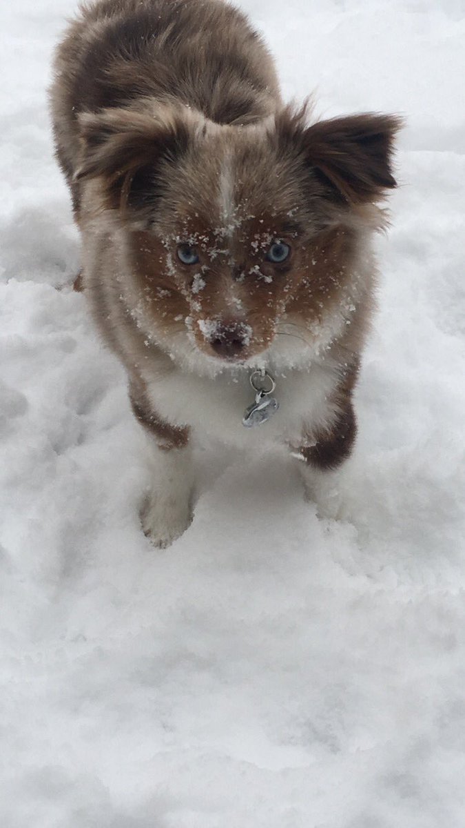 mslebrecht's tweet photo. Having an Australian Shepherd is all fun and games until there’s a wind chill of 15 degrees and he won’t stop crying until you go play outside with him 🙃 https://t.co/l12kXswwiN