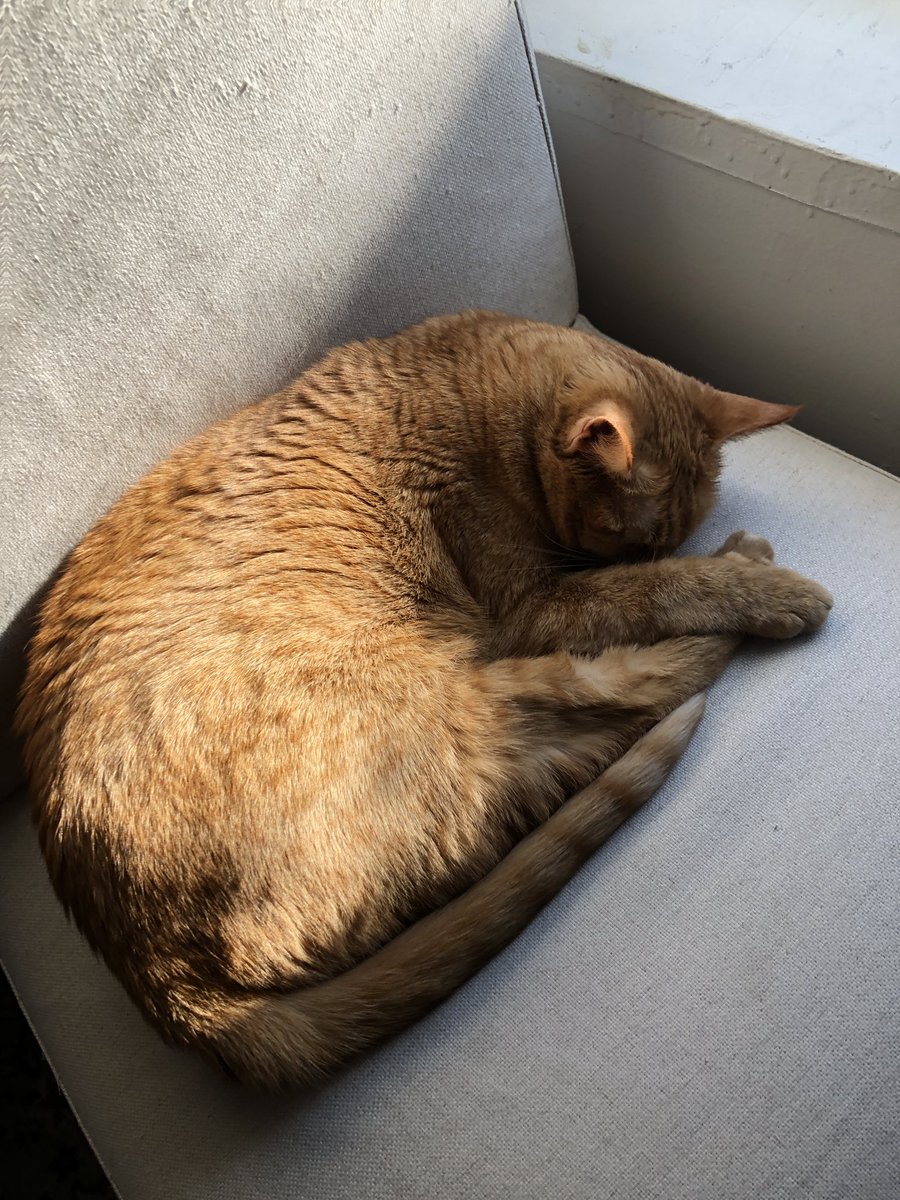 SarahMusicant's tweet photo. Long day of interviews and self tapes, gotta power nap https://t.co/k2QKMej11p