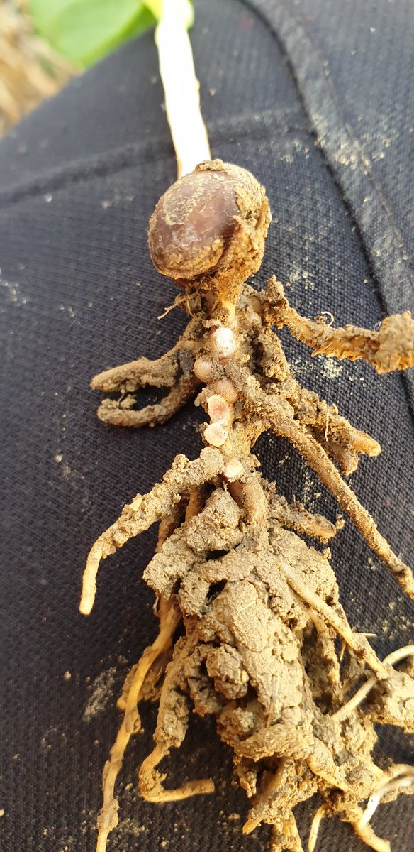 LuisMiArregui's tweet photo. Agricultura 2.0
Agricultura 3.0
Agricultura 4.0
....
Agricultura n.0

La base de todas es la
AGRICULTURA 0.0
Los fundamentos físicos, químicos y biológicos que todo buen agricultor y agrónomo deben conocer. https://t.co/vR7d6OO8x7