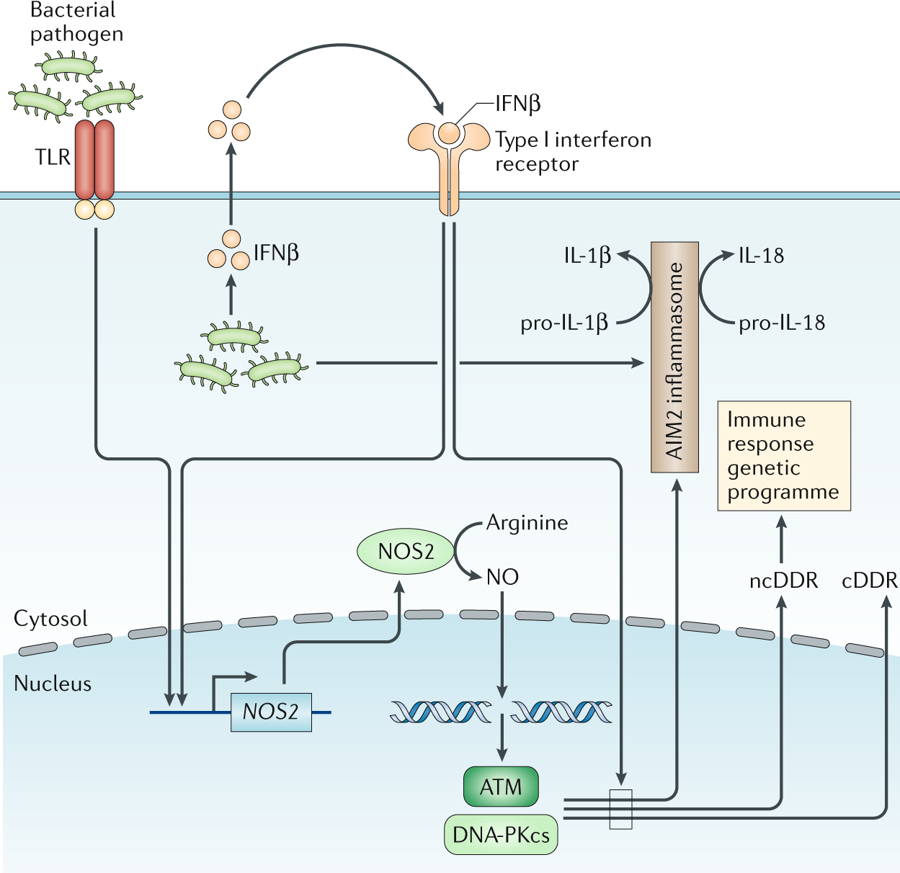 mmw_lmw's tweet photo. At the intersection of #DNA_Damage and #Immune_Responses | Activation of the ncDDR in macrophages | Barry Sleckman @WeillCornell @NatRevImmunol https://t.co/wswBGnIRjz https://t.co/5CiVMsvpOe