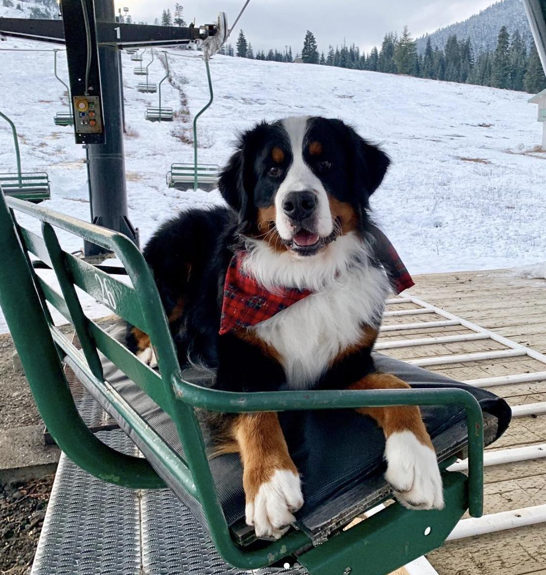 Powder Hound ❄
Photo: <a href="/swisskissberner/">Eiger</a>