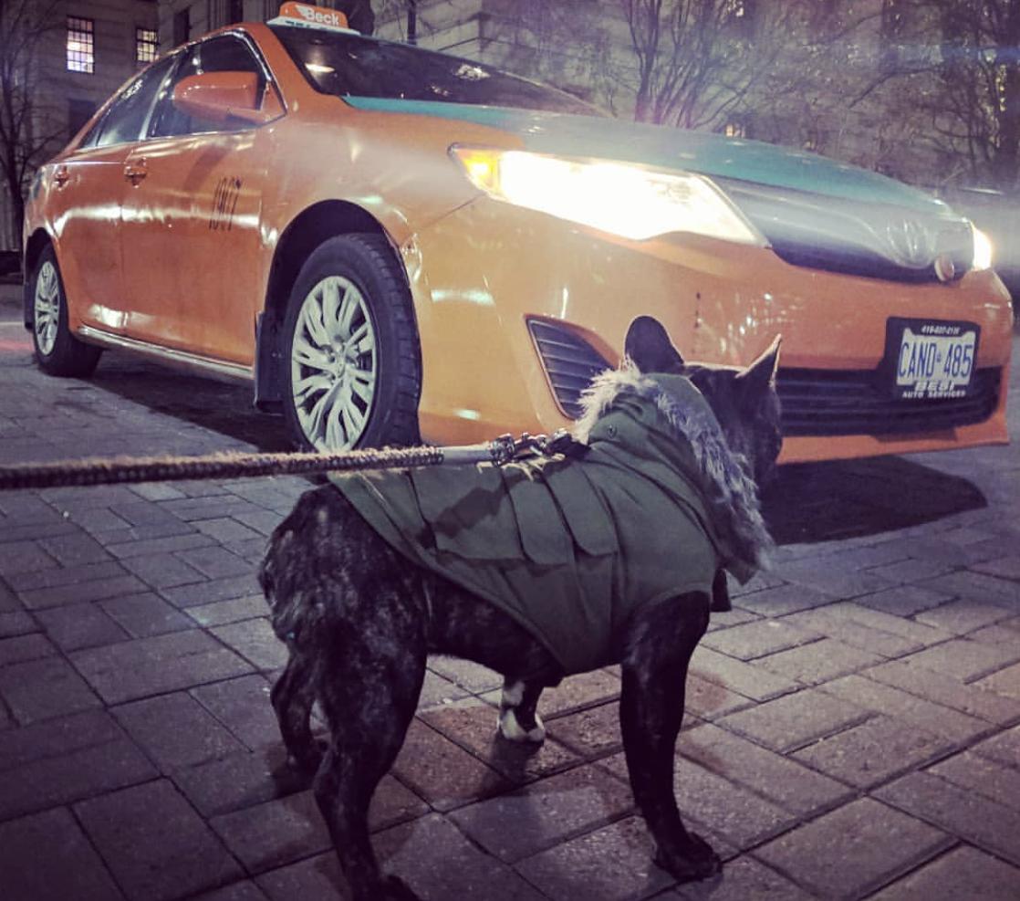 Are Dogs Allowed In Taxis Toronto