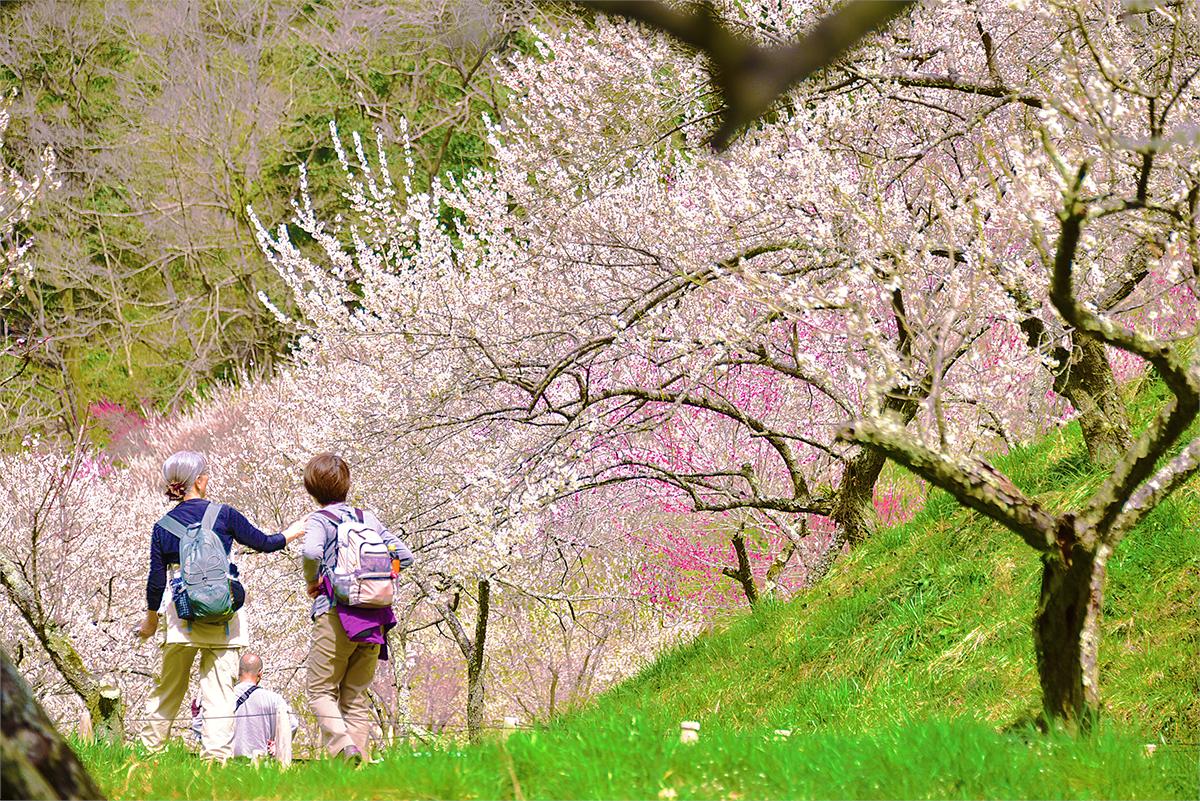 Where’s one of the best places in Tokyo to enjoy #seasonal beauty during the #winter? Make your way to the western side of the city, and feast your eyes upon #blooming #PlumBlossoms starting this month through March