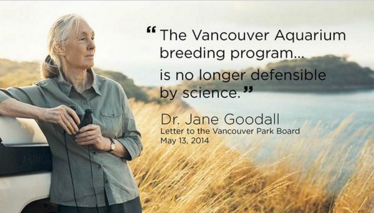 VICTORY: B.C. Court of Appeal Rules that Vancouver Park Board has the Authority to Ban Cetaceans at Vancouver Aquarium. The aquarium had hoped to someday bring back their belugas currently on loan to U.S. breeding programs. voiceonline.com/court-rules-va…