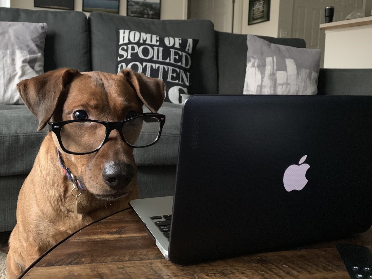 Dogtor of Philosophy tweet media