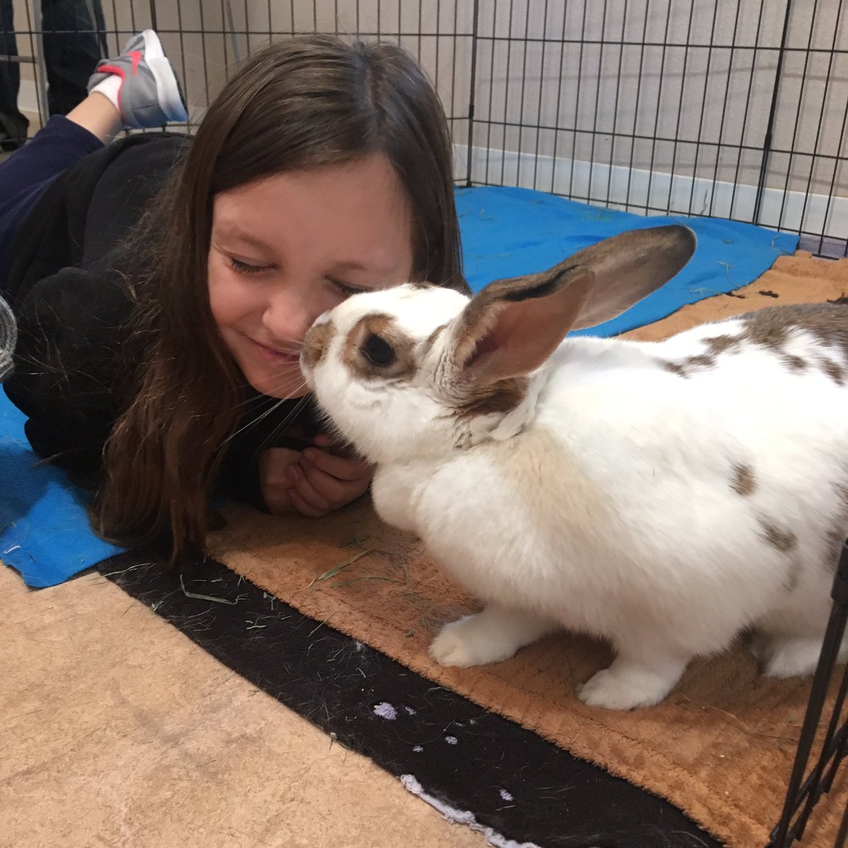 cckingofficial's tweet photo. Bunny kisses at the #bunnyhouse had a blast visiting this #fluffpuff #Cinnabon @bestfriends the nations largest #nokillsanctuary #savethemall🐾  #adoptdontshop #foreverfriends #ccking #actress #hinesandhuntent #mediaartistsgroup https://t.co/IUpqlpjonq