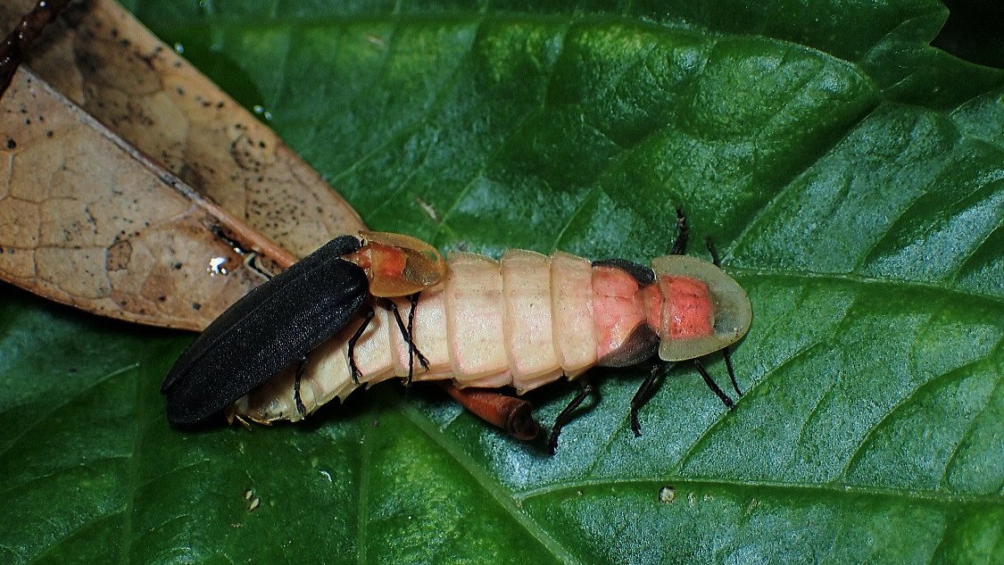 Yohbo 対馬 アキマドボタル Pyrocoeria Lychnuris Rufa E Oliver 16 タトウ発掘 は乾燥標本にすると縮んでしまいますね 08年 平成年 対馬市天然記念物指定 04年9月16日 04年10月8日 上県町産 交尾 16年10月4日 厳原町