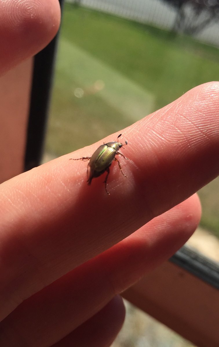 jo_macmac's tweet image. Found this little cutie scrambling for its life across my bench while I was wiping it down. Glad I stopped to inspect the little critter before wiping right over top of it.