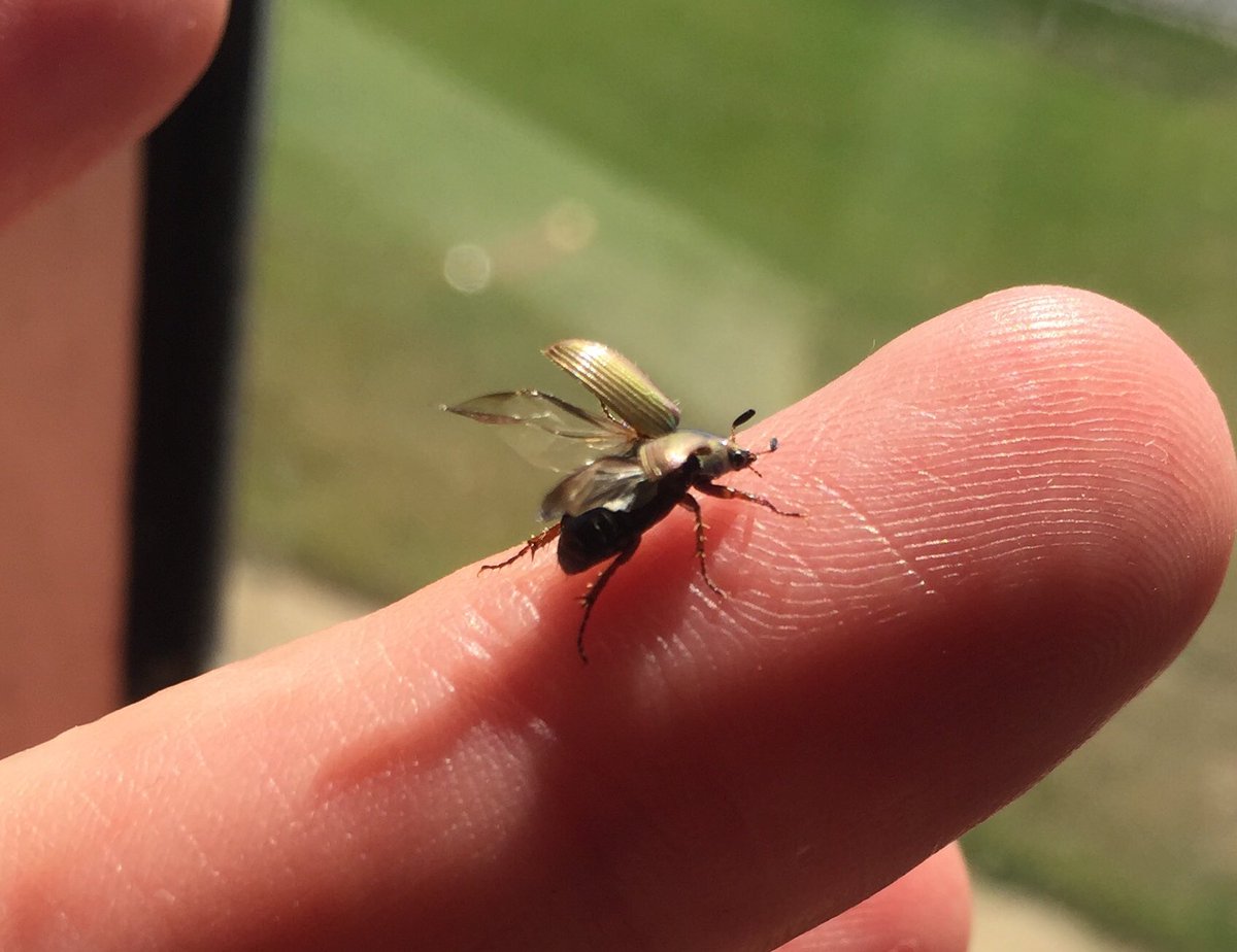 jo_macmac's tweet image. Found this little cutie scrambling for its life across my bench while I was wiping it down. Glad I stopped to inspect the little critter before wiping right over top of it.