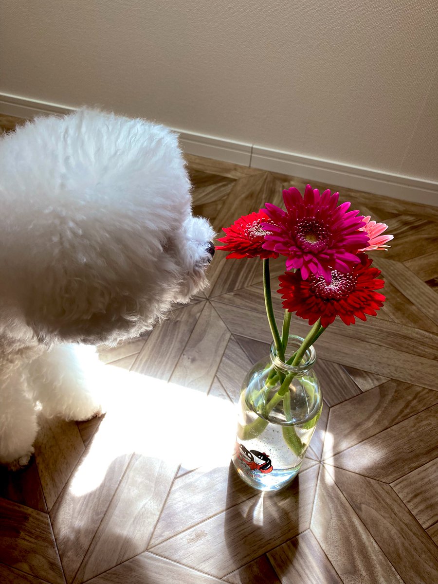 TPmania's tweet photo. 引っ越してからお花飾りたい…お花飾りたい…と思っていたのに、数ヶ月何もできず。やっと飾れたぁぁぁぁ🤗🌷なんかホワッとした☺️✨ https://t.co/OyNUwlof46