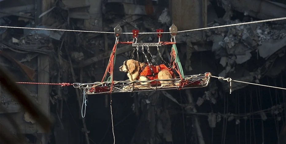 20 years on from that terrible day let’s remember dogs were the first responders lowered into the rubble of the Twin Towers to look for survivors. They are our guardian angels &amp; we must always love &amp; protect them #911Memorial
