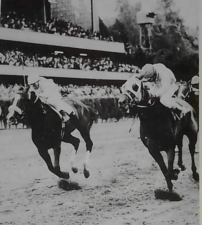 HORSERACING1002's tweet photo. DEVASTATRICE 1976
(TWICE WORTHY - SAI A' DIEU BY SAIDAM)
Nacido en Mexico 1976 criado por Victor Achar , propiedad de Cuadra Nodin, 
83-11-14-13 con 8,498,480 pesos en ganancias
Campeon Tresanero 1979
Futurity Mexicano, Derby Mexicano, Stakes Jockey Club Mexicano, #Devastatrice https://t.co/MUaisHLsFN