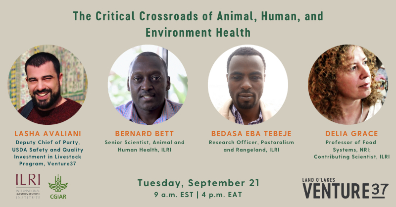 SusanMacMillan's tweet photo. Interested in #OneHealth?
And the roles of #livestock?
(You should be! 😄)

Great panelists will speak at this 21 September webinar hosted by @ILRI &amp; @LandOLakesV37 #OneHealth &amp; moderated by @MCMitchell99

Learn more &amp; register here: https://t.co/3CN6NvcYc1

#WhyLivestockMatter https://t.co/MBTWmvz7nh