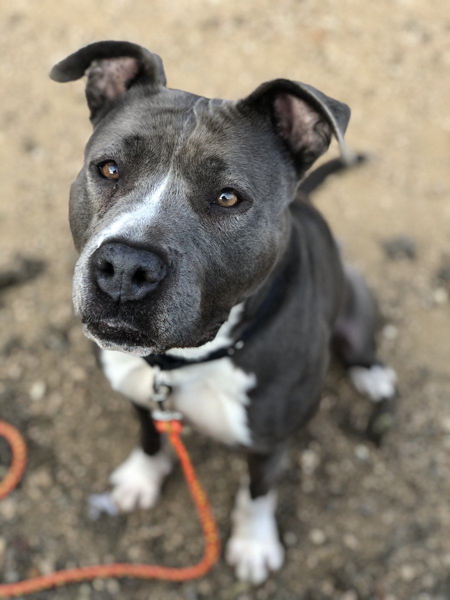 Austin Pets Alive! tweet media