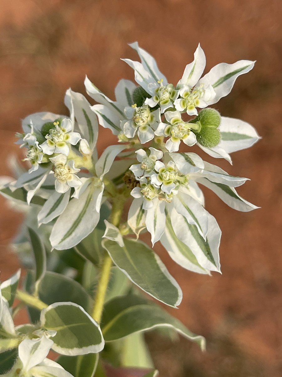 Hans Steven Iida tweet media