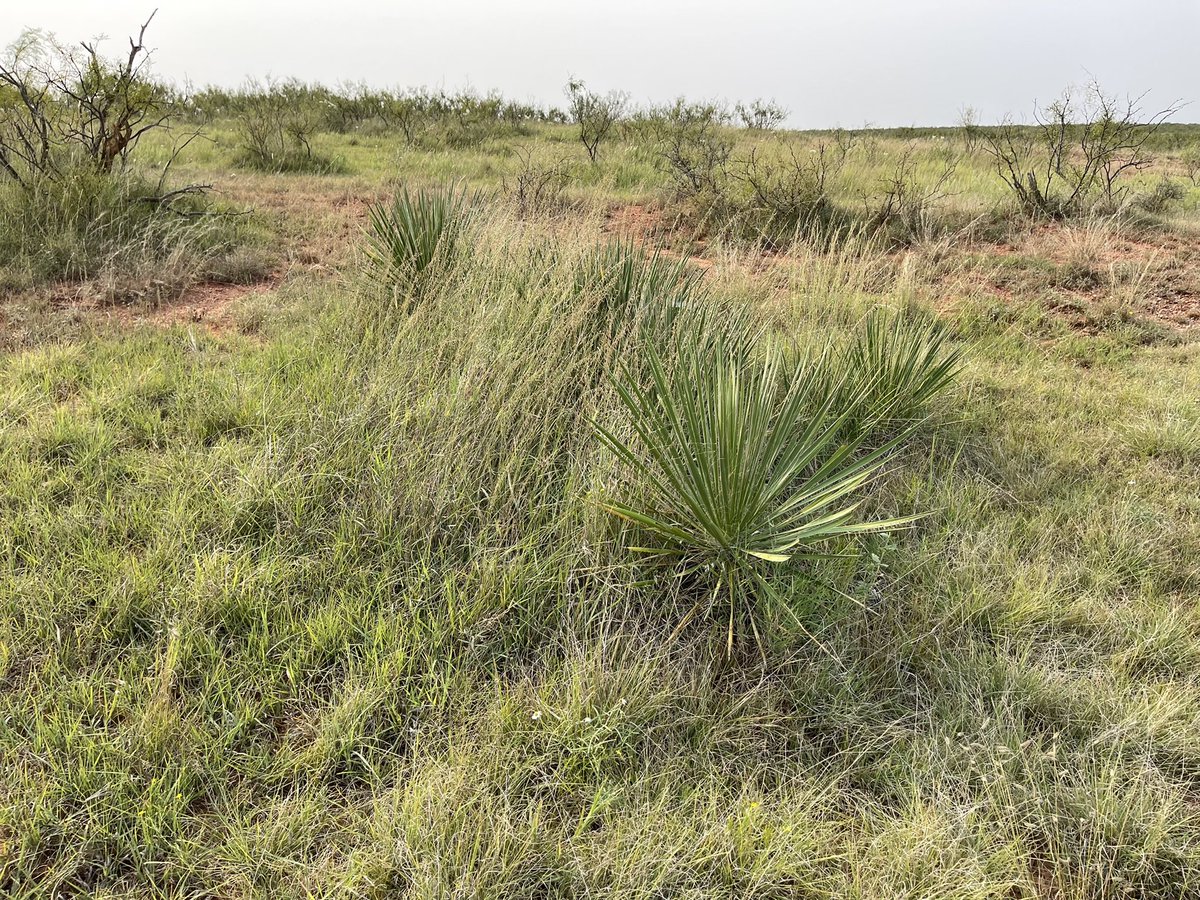 Hans Steven Iida tweet media