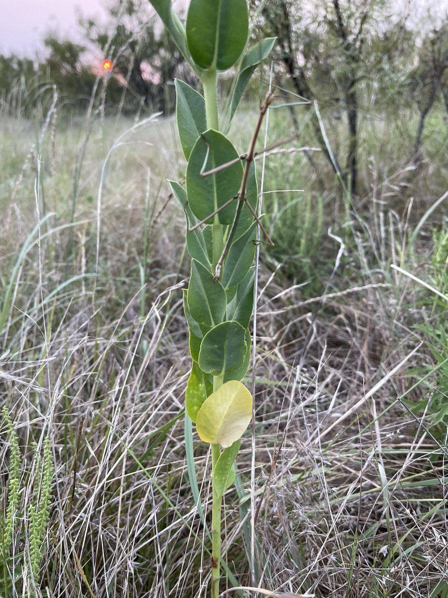 Hans Steven Iida tweet media