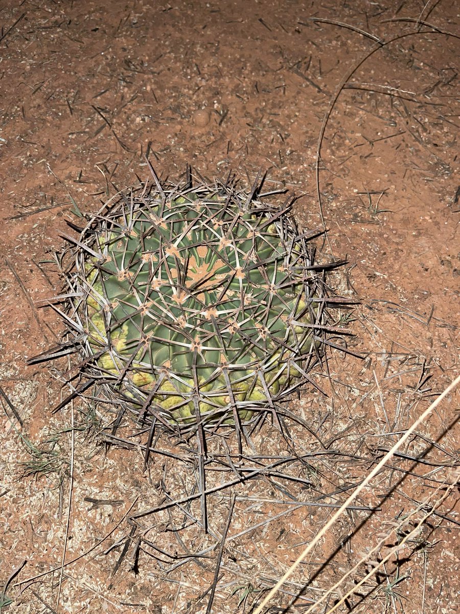 Hans Steven Iida tweet media