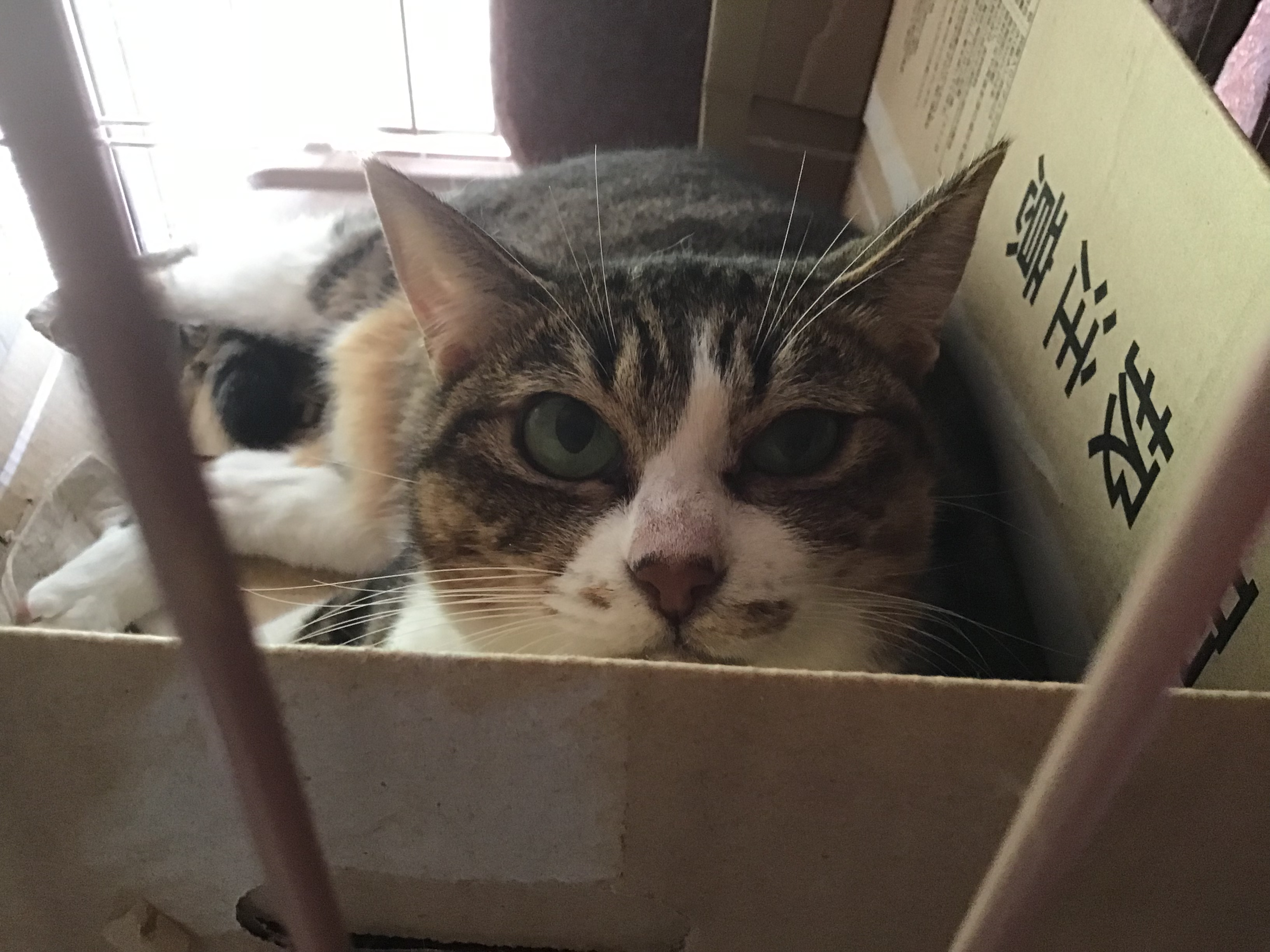 タヌさん - Search / X