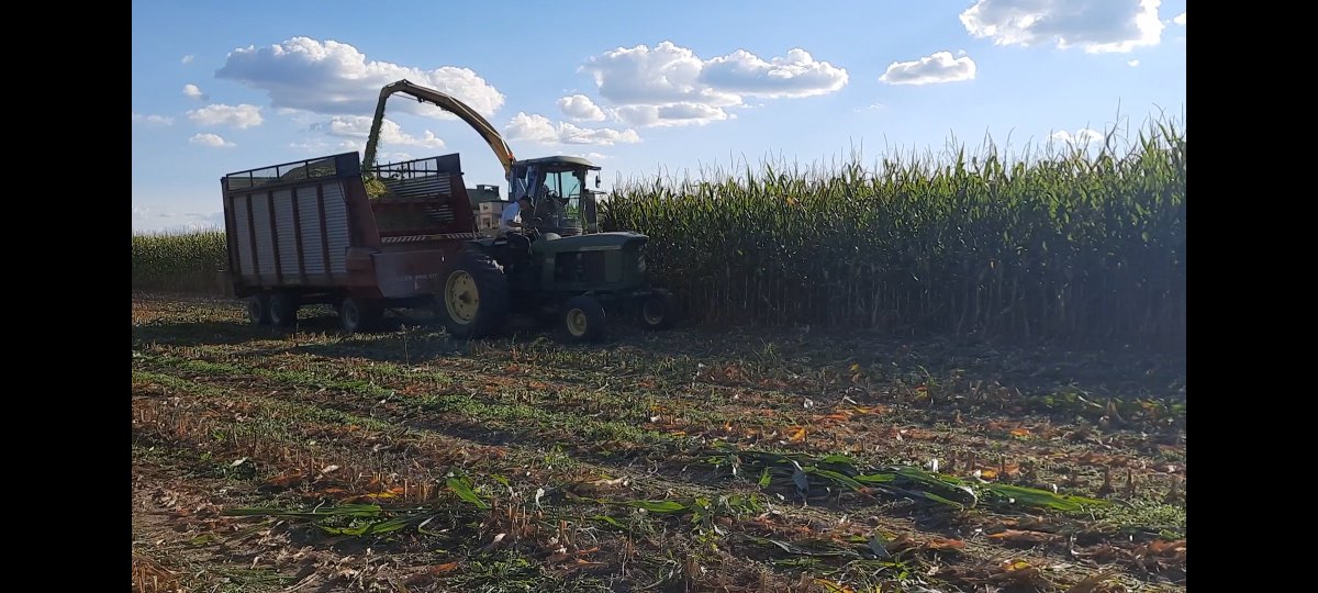 DynamicAgLLC's tweet photo. "Ears make Steers" is what the farmer told me. 
Well, we are going to have some steers then. 

Enogen E109Y2 doing an awesome job in Logan County Ohio. 

@CBowlingAg @Wayde_Looker @girl_agronomist @GldnHarvest https://t.co/48upiHKDGM