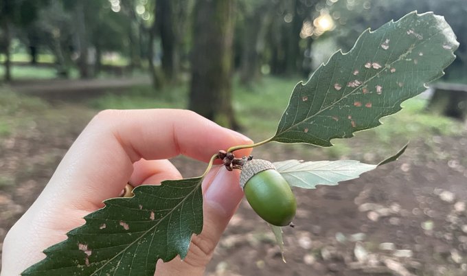 トトロのtwitterイラスト検索結果