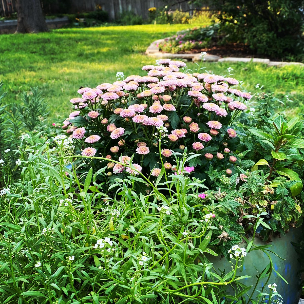 Hosta Takeover tweet media